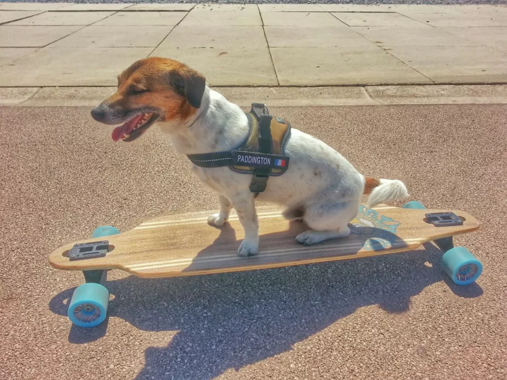 paddington le jack russell le plus cool de la côte d'azur fait du skate sur la promenade des anglais