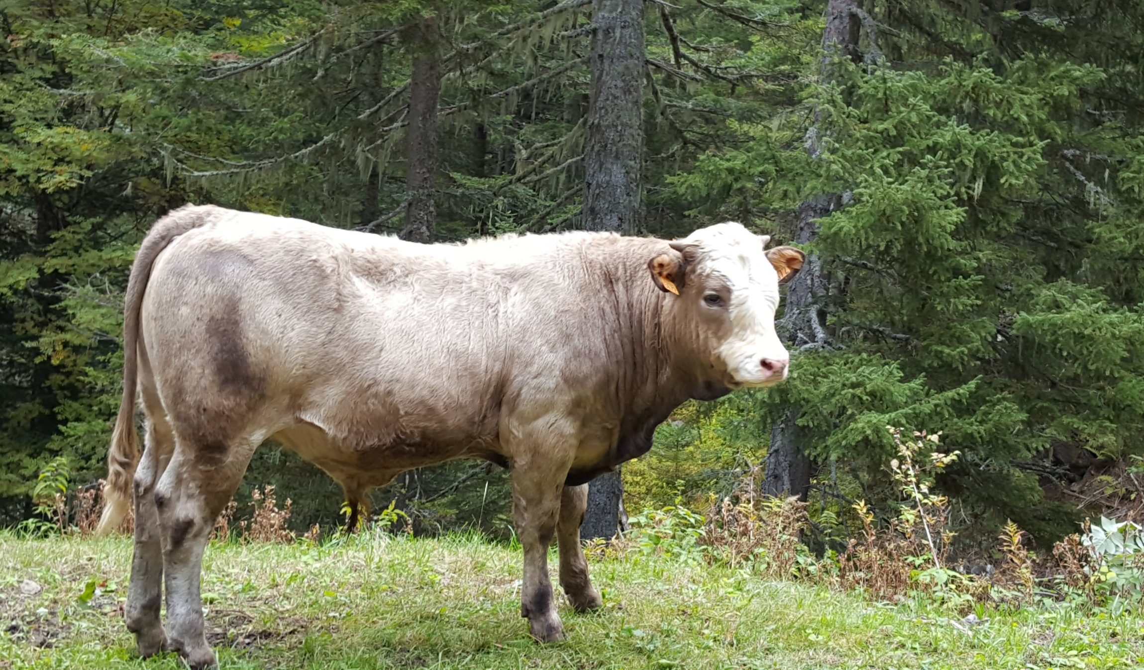 une vache paisible le long de la route menant a la madone de fenestre dans la vesubie