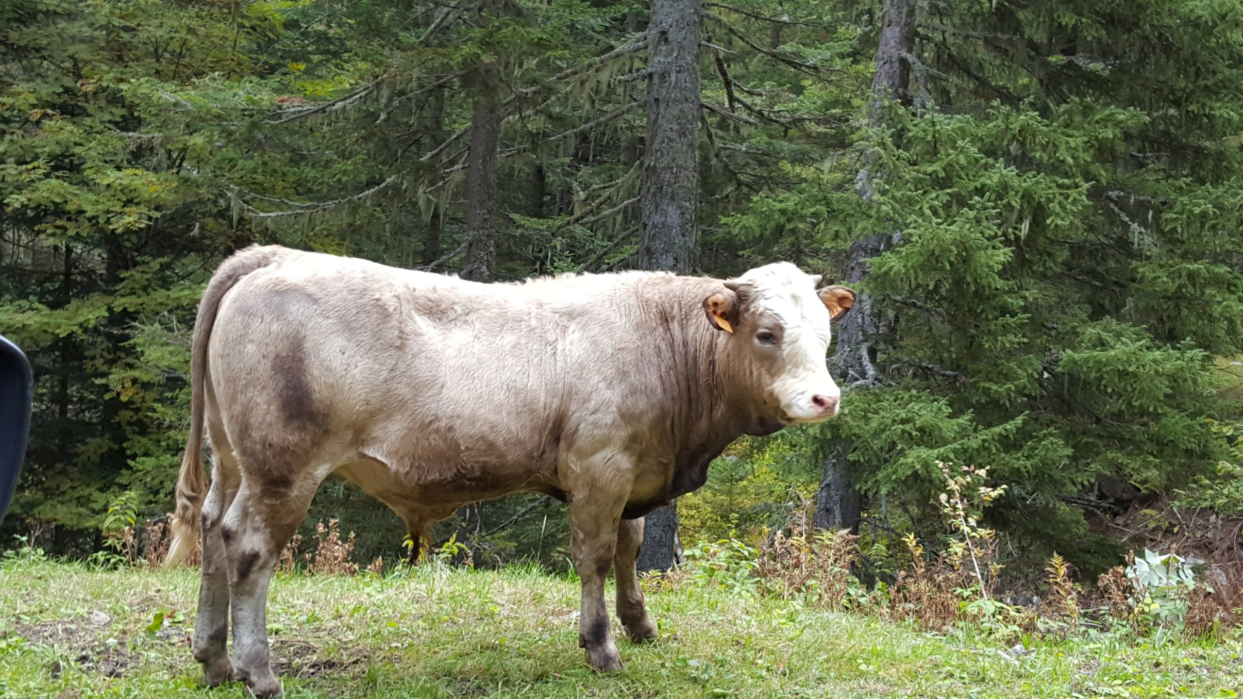 une vache paisible le long de la route menant a la madone de fenestre dans la vesubie