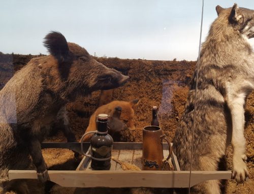 Prolifération des sangliers sur l’île du Levant près de Hyères : impacts et enjeux pour la biodiversité