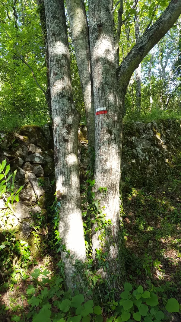 Doubles arbres pendant une randonnée sur les sentiers du littoral des Alpes-Maritimes