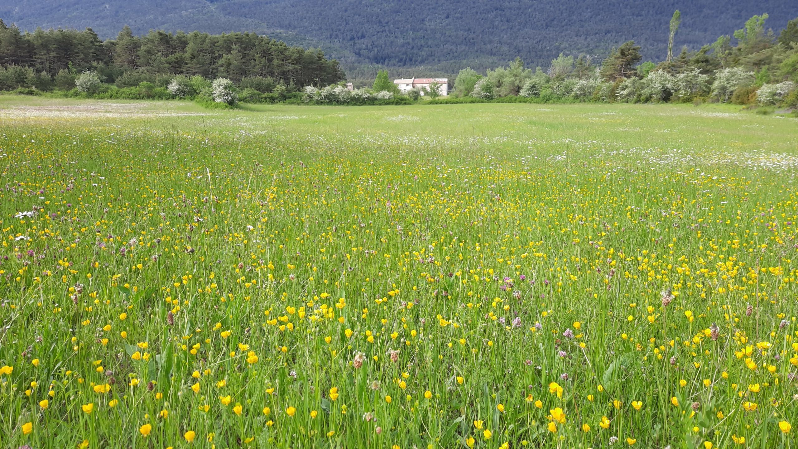 champ d'herbe au printemps a valderoure dans les prealpes d'azur