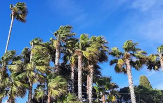 les palmiers de la villa djunah donnent un aspect oriental à ce petit coin de paradis