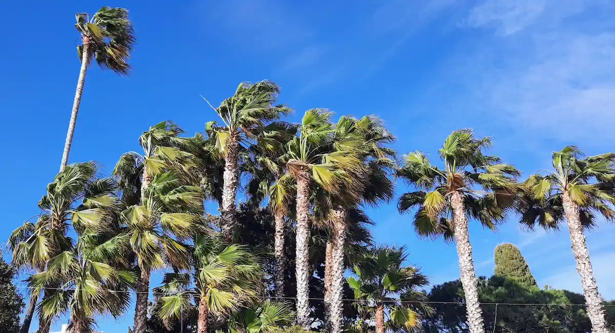 les palmiers de la villa djunah donnent un aspect oriental à ce petit coin de paradis