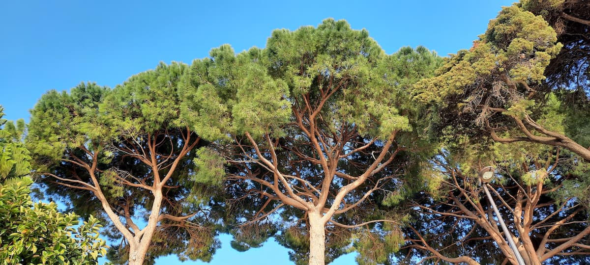 ensemble de pins parasols que l'on retrouve un peu partout a juan les pins, surtout dans la pinede