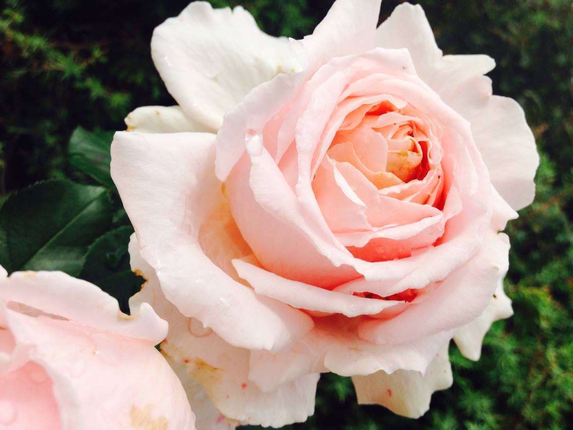 gros plan sur une rose de couleur rose clair dans un jardin de l'arriere pays grassois