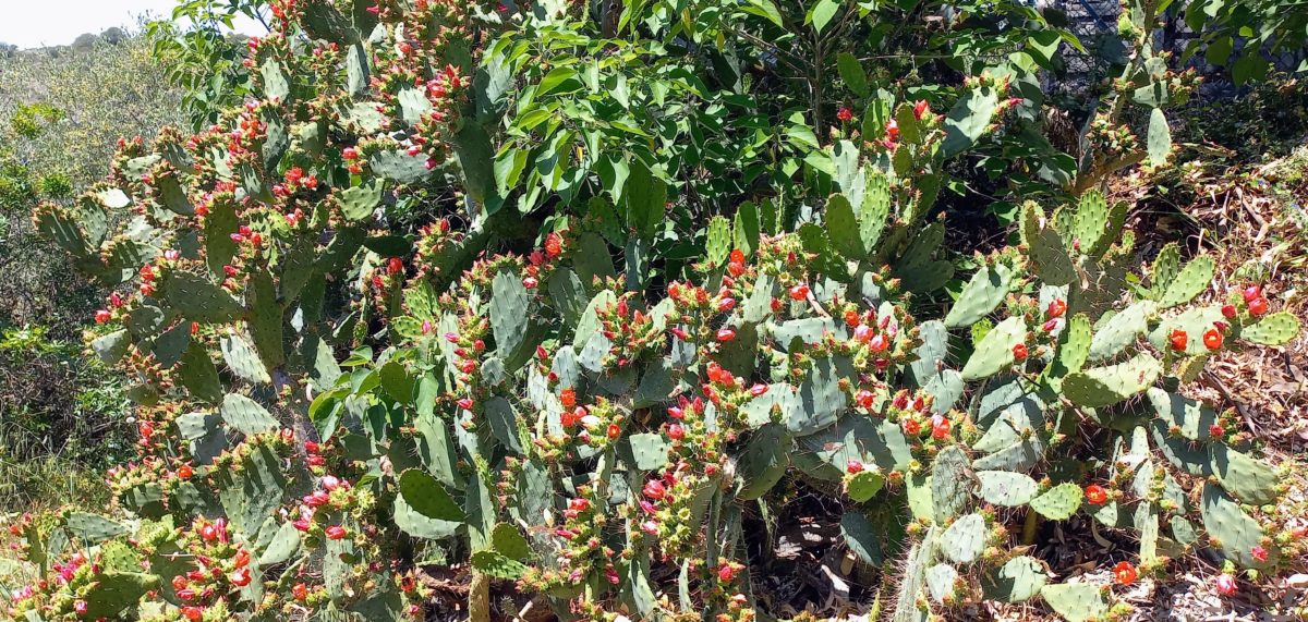 cactées sauvages en pleine floraison au bord d'une route sur les hauteurs de biot au mois de mai 