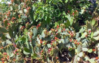 Cactus de type raquette au detour d'un chemin a biot