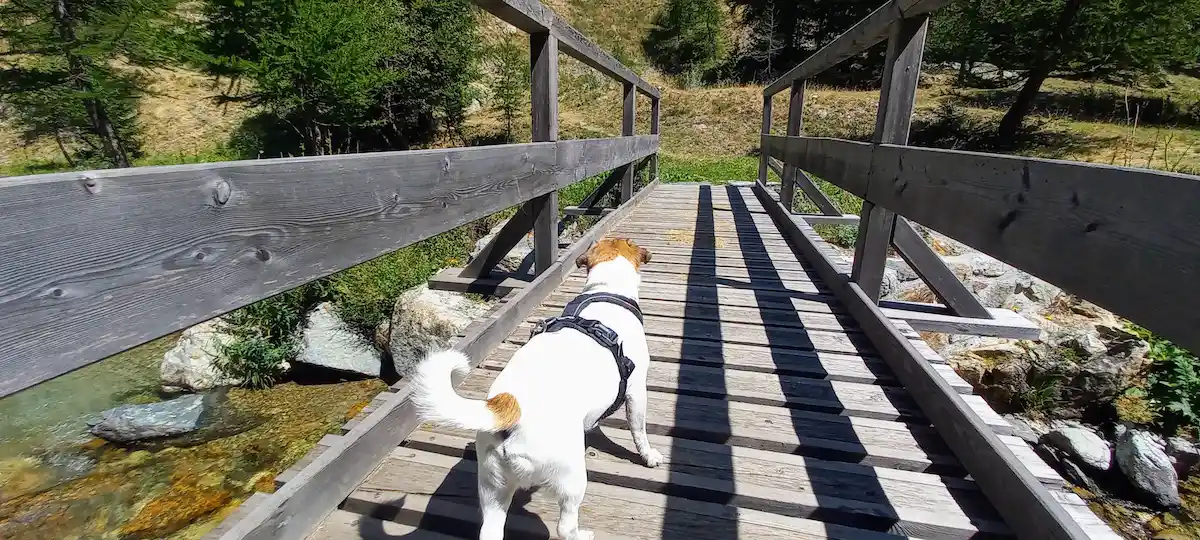 tenez vos chiens en laisse dans le mercantour pour pouvoir avoir les bons reflexes si vous croisez des chiens de protection