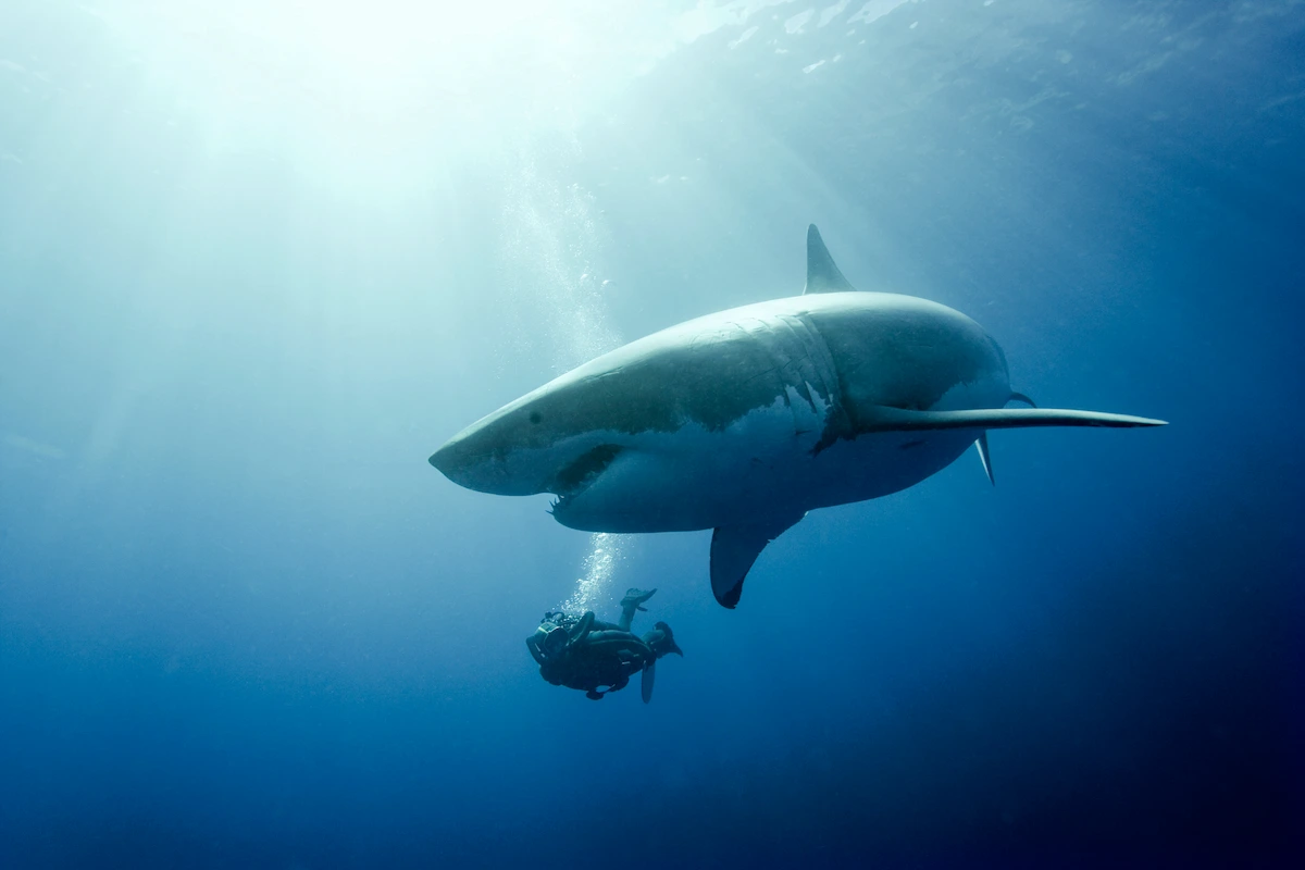 francois sarano plonge à proximite d'un requin ©-Pascal-Kobeh Galatee-Film