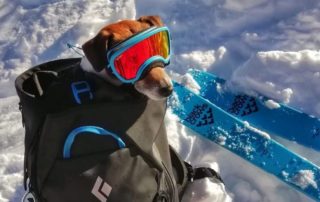 un petit jack russell nommé paddington emmitouflé dans un sac d'escalade pare de ses lunettes de ski pour ne pas abimer ses yeux attend patiemment que son maitre monte sur ses skis