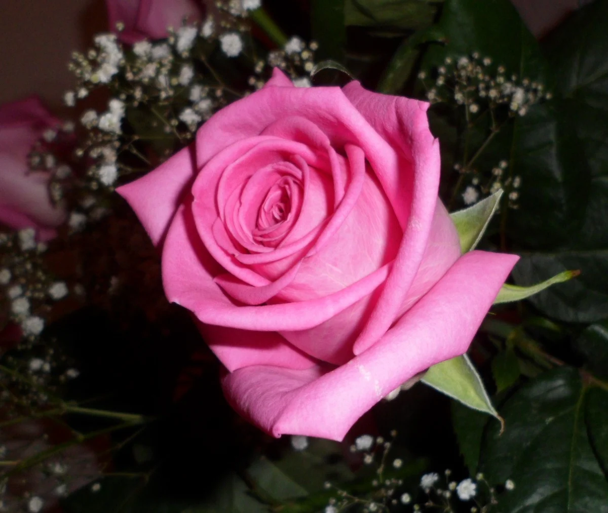 detail d'une rose de couleur rose pour illustrer l'article sur les jardins mediterraneens 