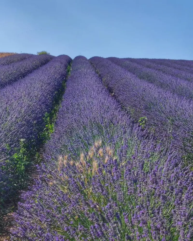 champs de lavande a perte de vue a valensole dans les alpes de haute provence a 2 heures de la cote d'azur