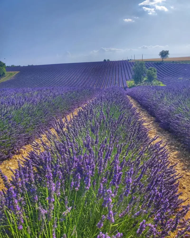 champs de lavande a perte de vue a valensole dans les alpes de haute provence a 2 heures de la cote d'azur