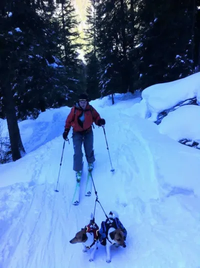 Ski de randonnée amélioré avec deux petits chiens de traîneaux plein d'énergie