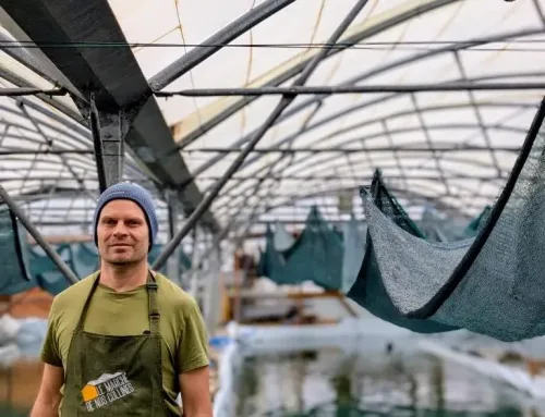 Spirulina Côte d’Azur : bienfaits, usage et production locale à découvrir