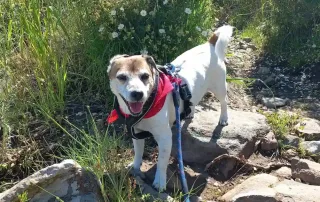 le jack russell paddington sur un sentier du terme blanc a biot