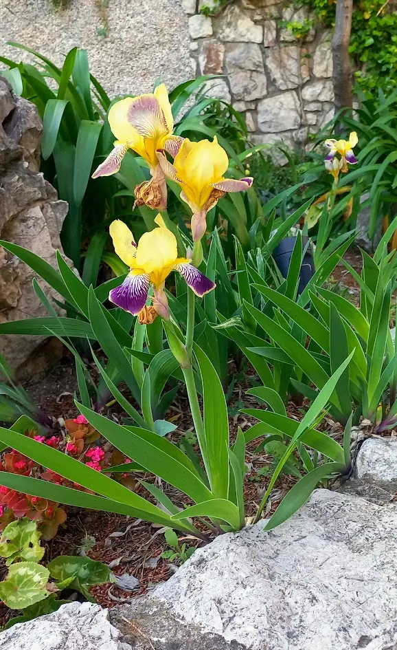 un iris bicouleur dans un jardin nicois