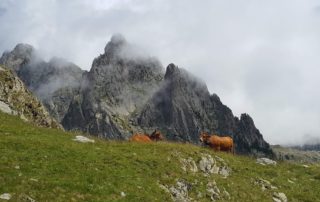 troupeau de vaches en train de brouter paisiblement dans le parc national du mercantour