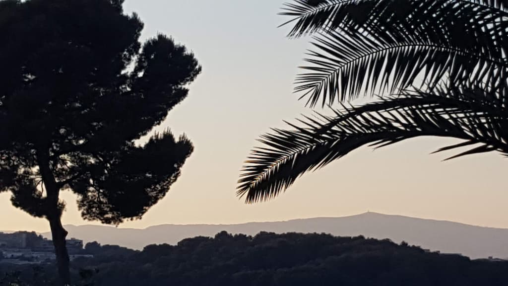 vue apaisante sur caussols, pin parasol a gauche et feuillage de palmier a droite illustrant la diversite et beaute des jardins mediterraneens
