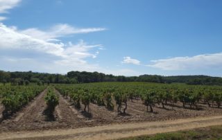 Une route qui longe les vignes a quelques kilometres de Bregancon