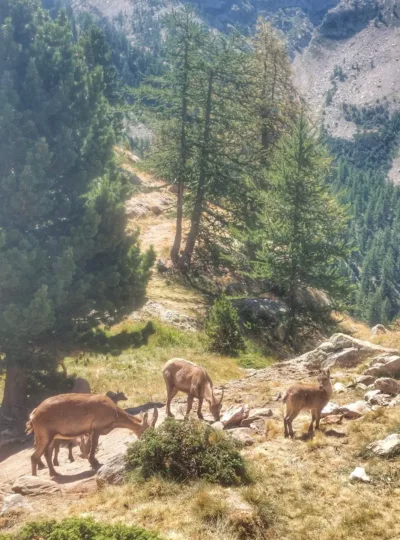 faune sauvage (chamois, bouquetins...) accompagnent le randonneur en direction du lac de trecolpas dans le mercantour