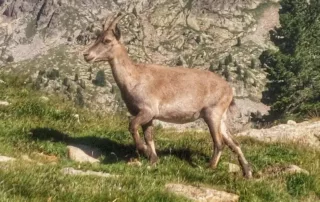 faune sauvage (chamois, bouquetins...) accompagnent le randonneur en direction du lac de trecolpas dans le mercantour