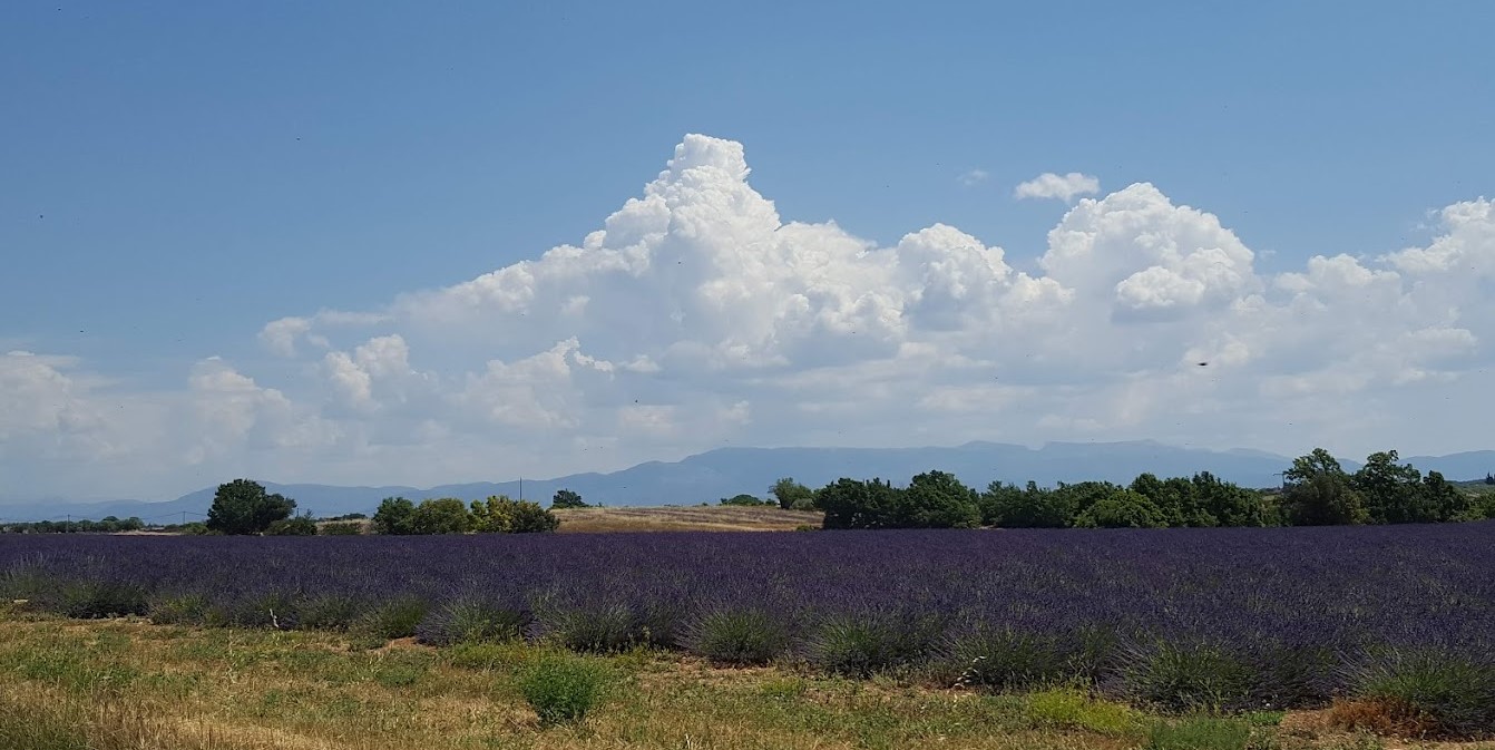 champ de lavande en fleurs a valensole